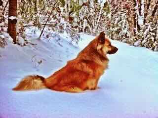 Chee Kough in the Sierra Snow